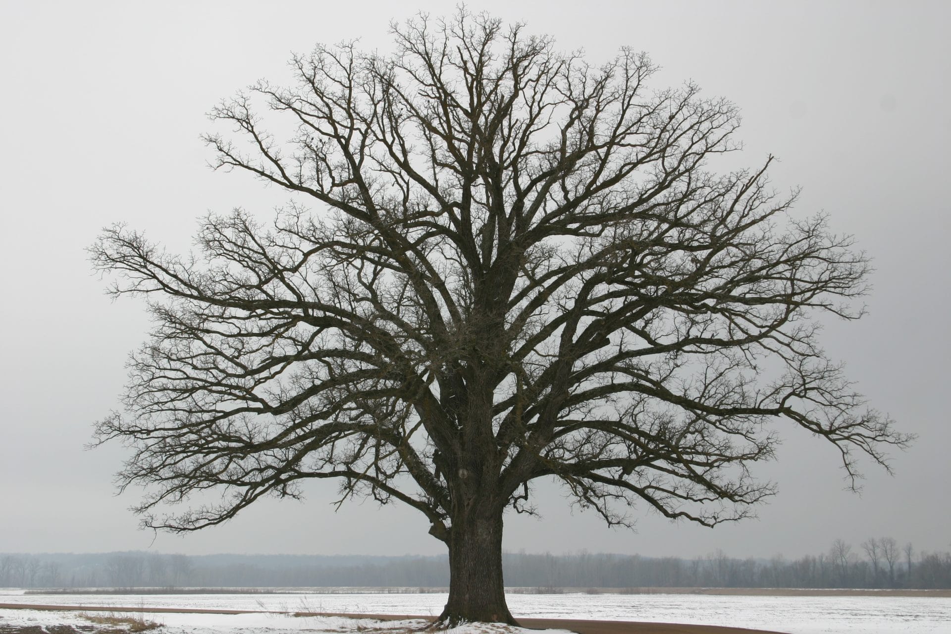 tree care in winter