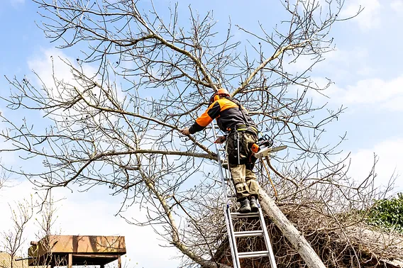 tree help