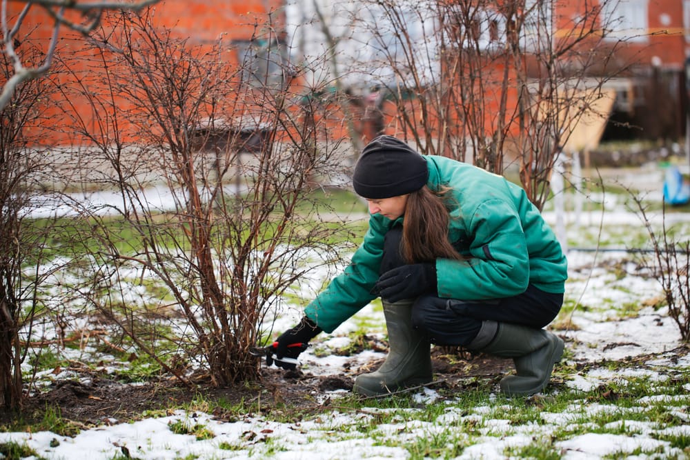 tree planting