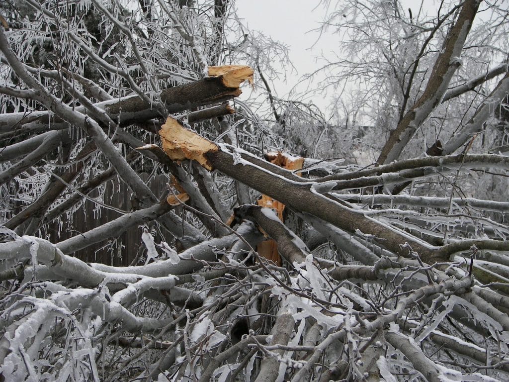 understanding tree damage