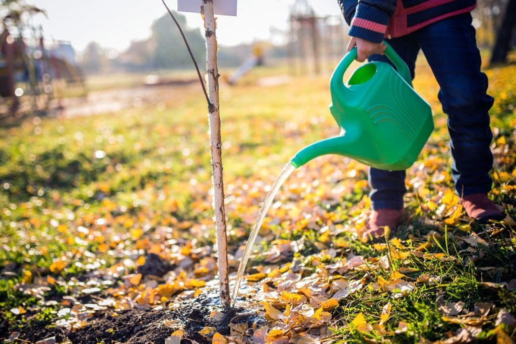 watering plant