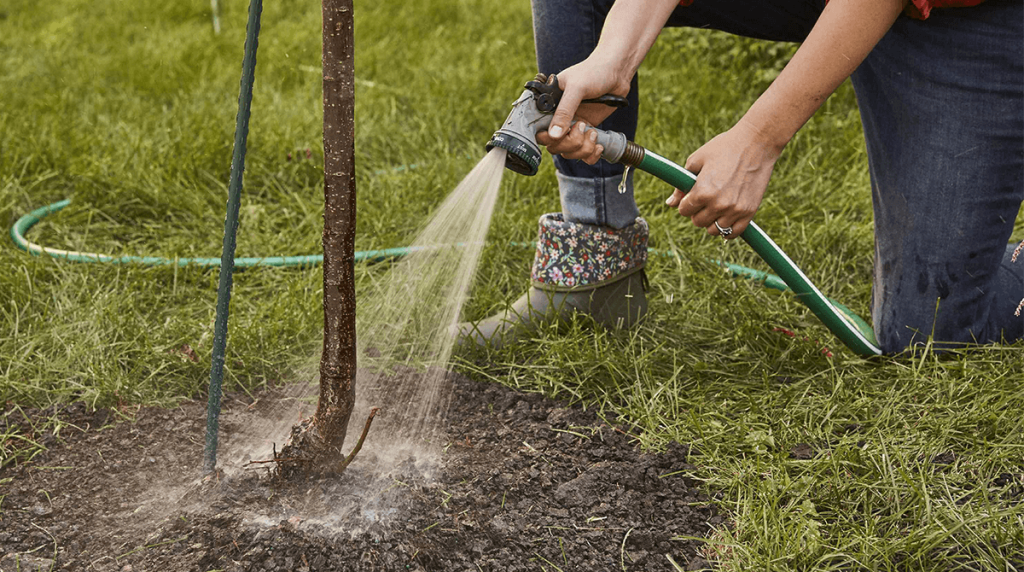 watering tree