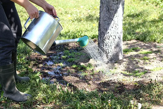 watering trees