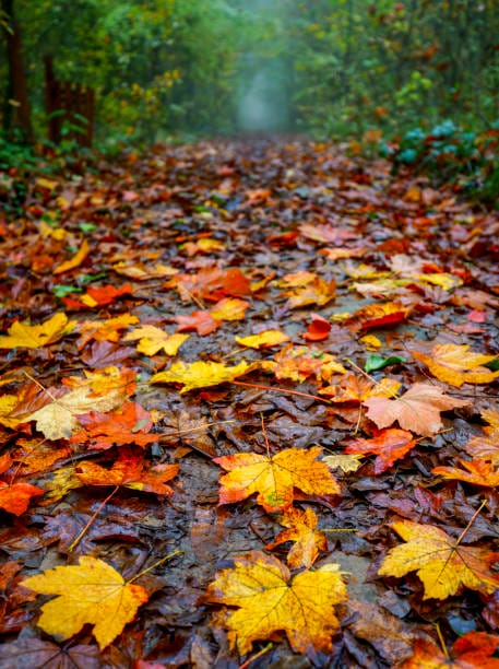 wet leaves