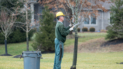 winter tree care winter pruning