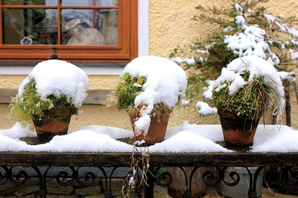 winterize plants