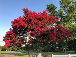 crape myrtle