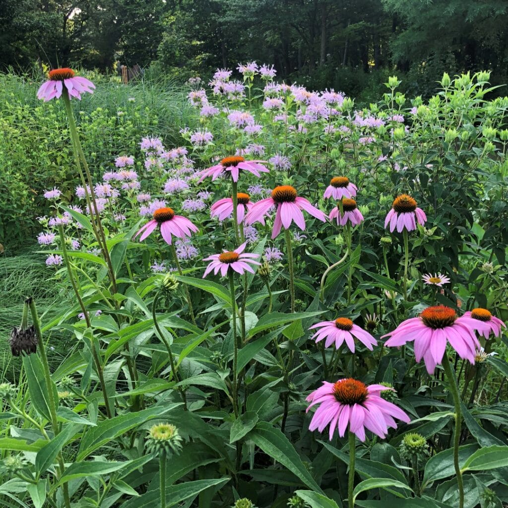 echinacea purpurea 1 1024x1024 1