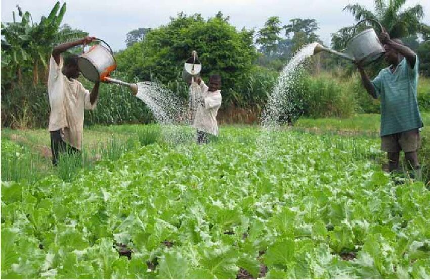 farmers irrigating high beds with watering cans with water spreading roses at the