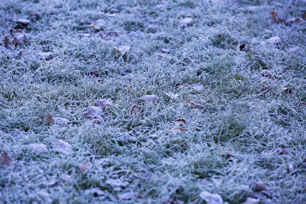 frozen winter lawn