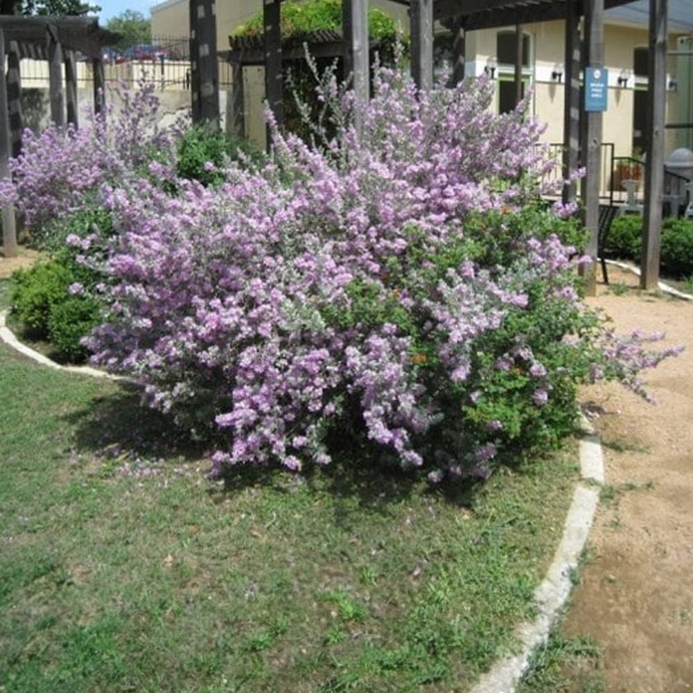 leucophyllum fruescens compacta 01