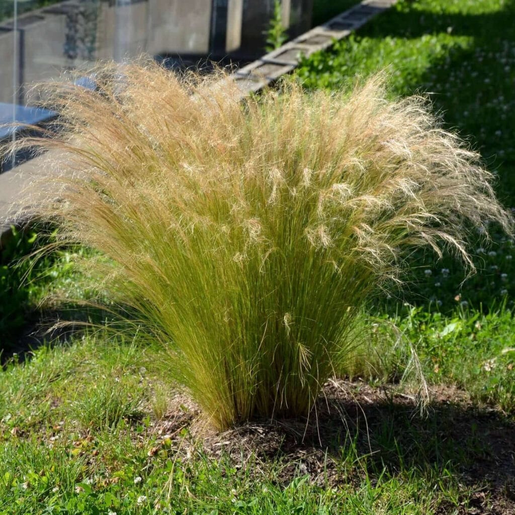 mexican feather grass 2