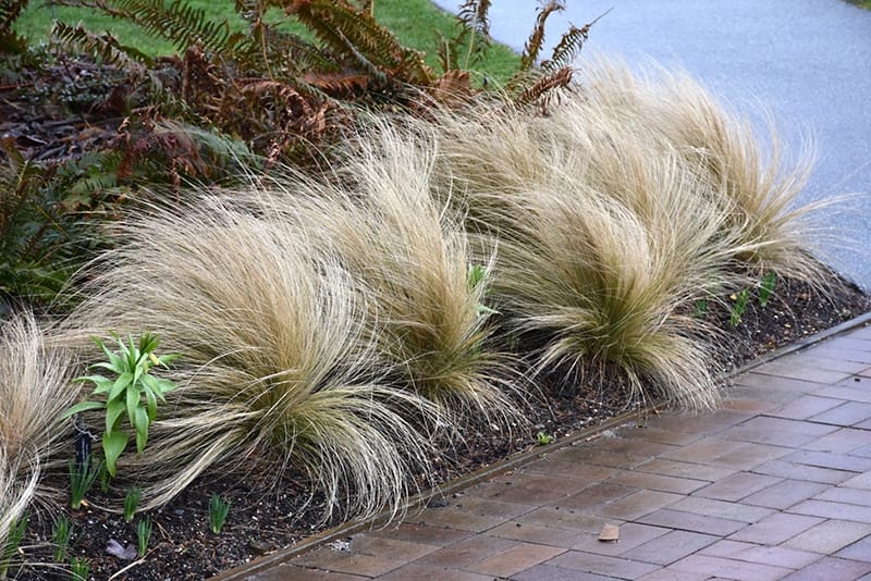 mexican feather grass