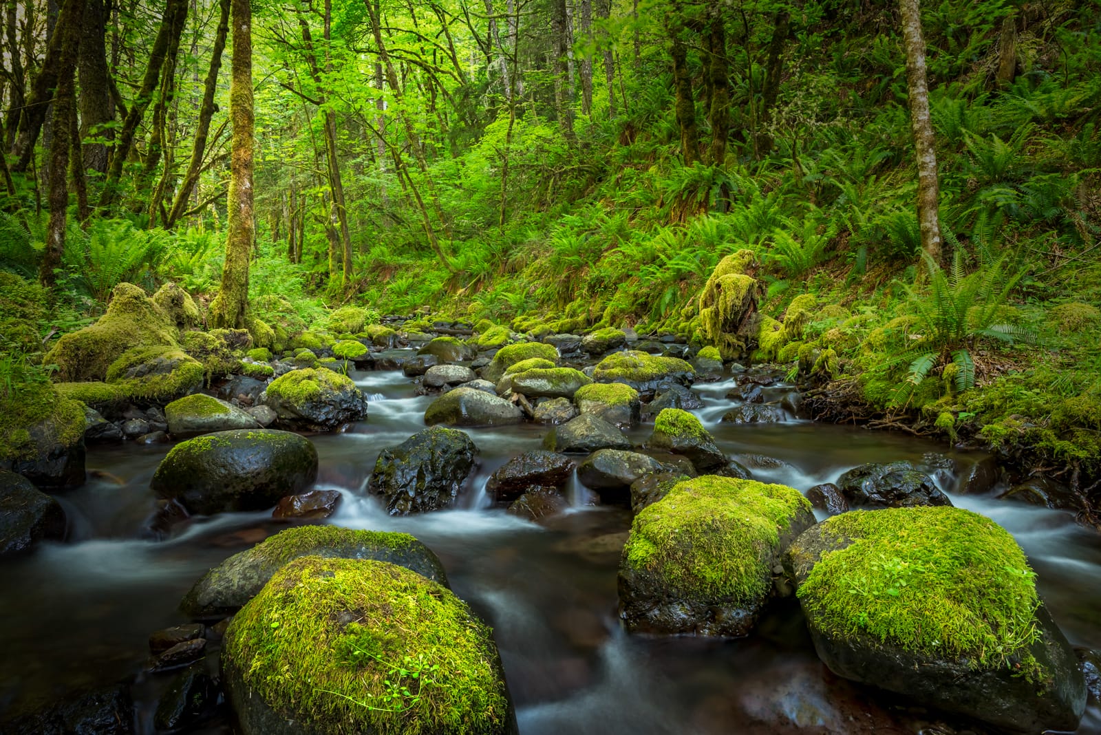 oregon gorton creek 4703