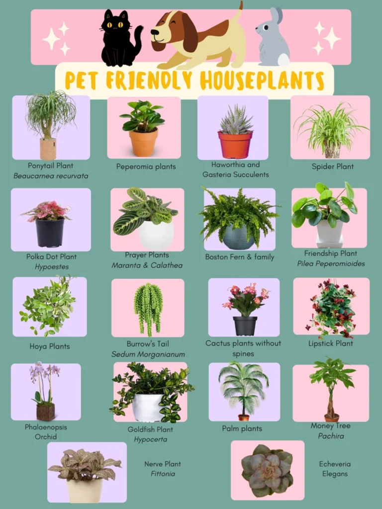 pet friendly plants 1 2048x2048