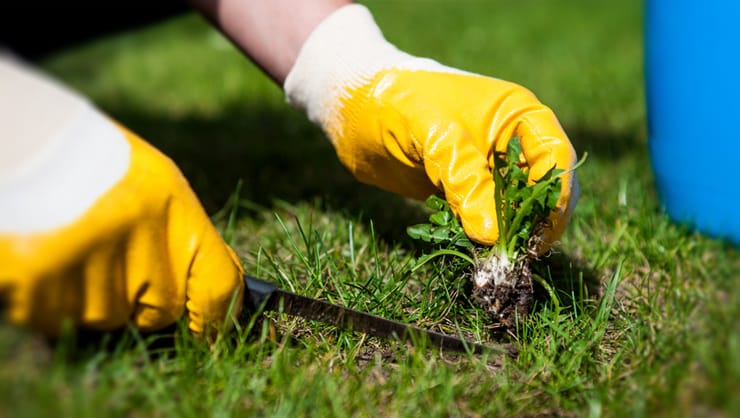 preventive measures for weed control in agriculture