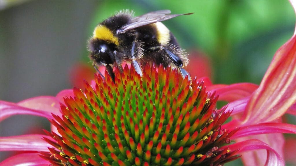 bee heather smithers flickr cc by sa 2.0