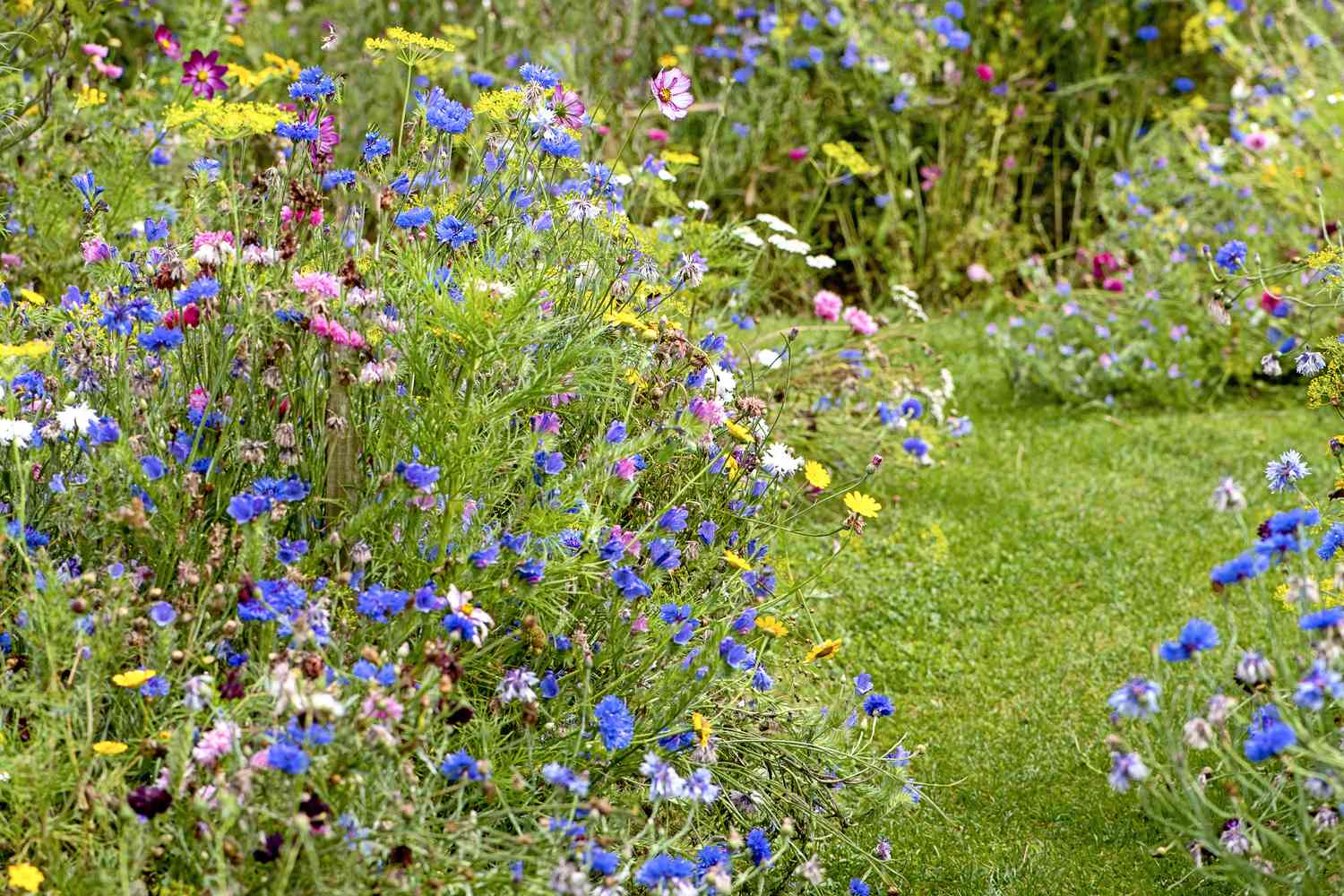 chaos gardening gettyimages 1167721095 7988b9985b63416898987c73c6265fa4