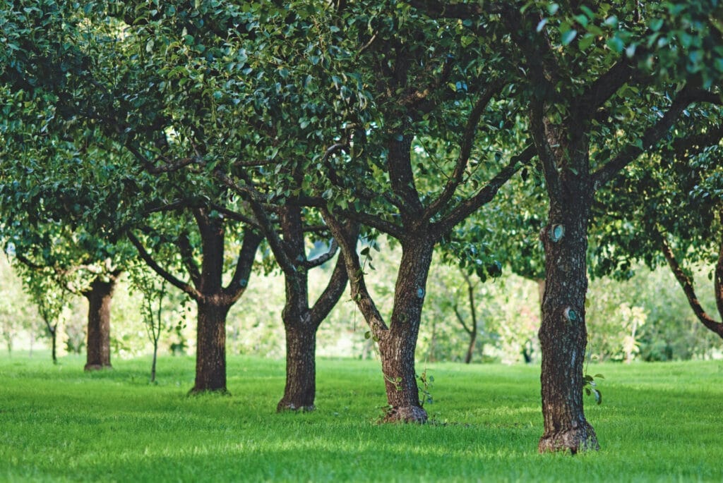 fruit trees growing in rows in orchard 2023 11 27 04 56 45 utc 1024x685 1