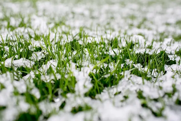 guy lawn in winter1