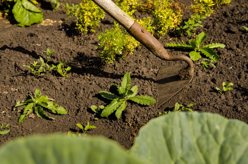 hoeing weeds by vika33 adobestock 221447590