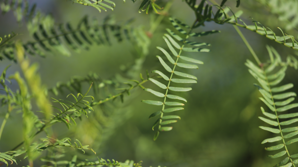 honey mesquite prosopis glandularia bmw 6921