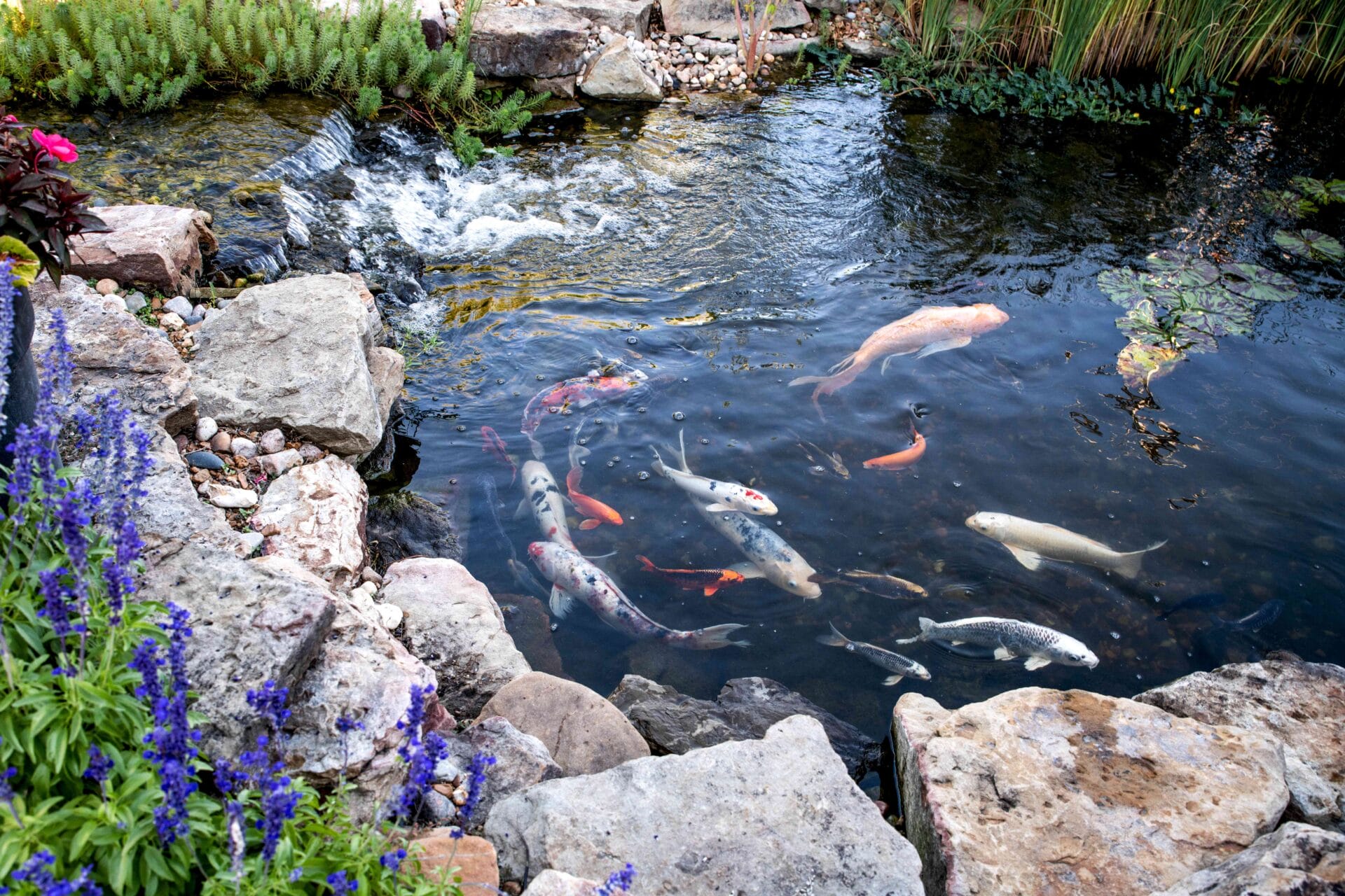 koi pond design ideas 5120003 hero f5024c7f6a7149b59a00ed22c974585a