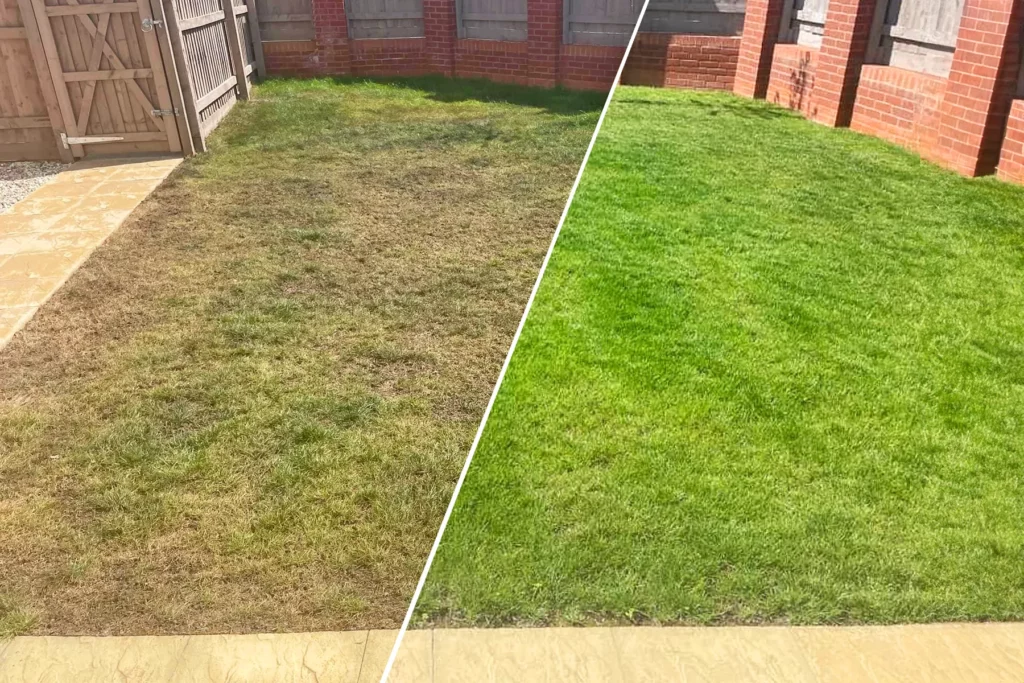 lawn regrowth feature img 1024x683 1