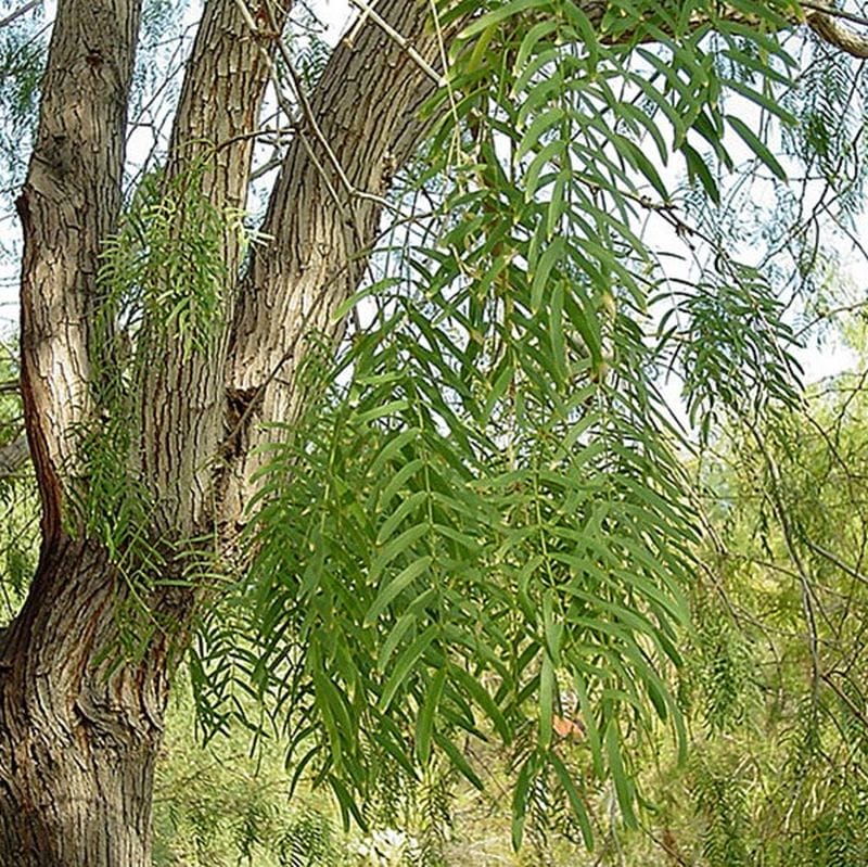 maverickhoneymesquitetree1