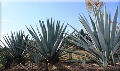 post agave web