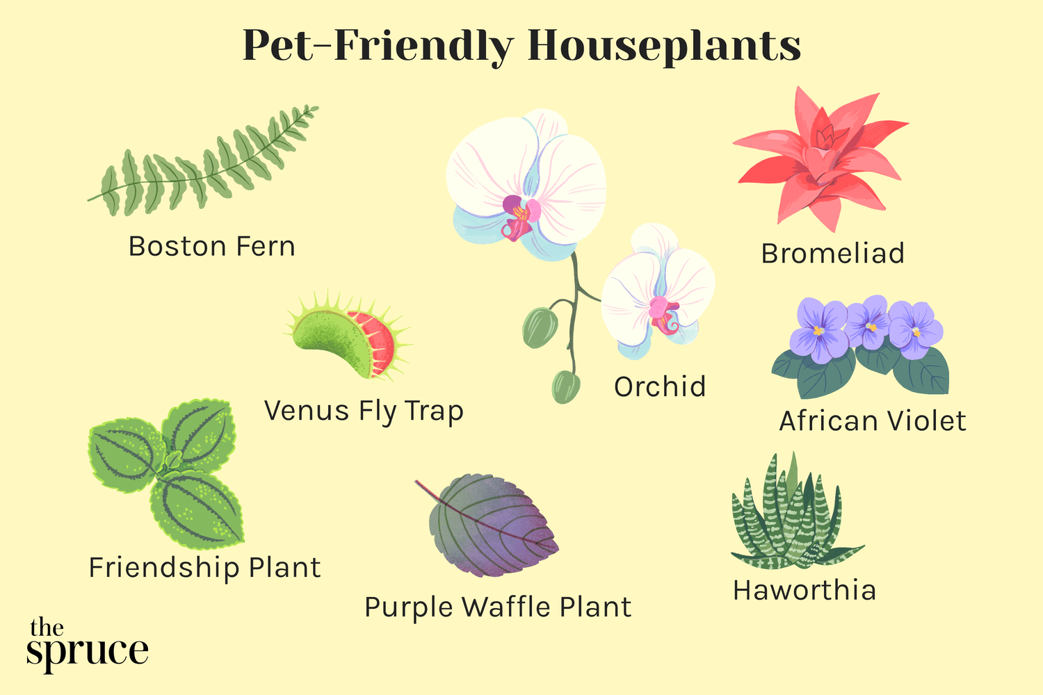 safe houseplants for pets 4588752 final 6e6ebfe61c894bf2a12fa48e5b0e7987