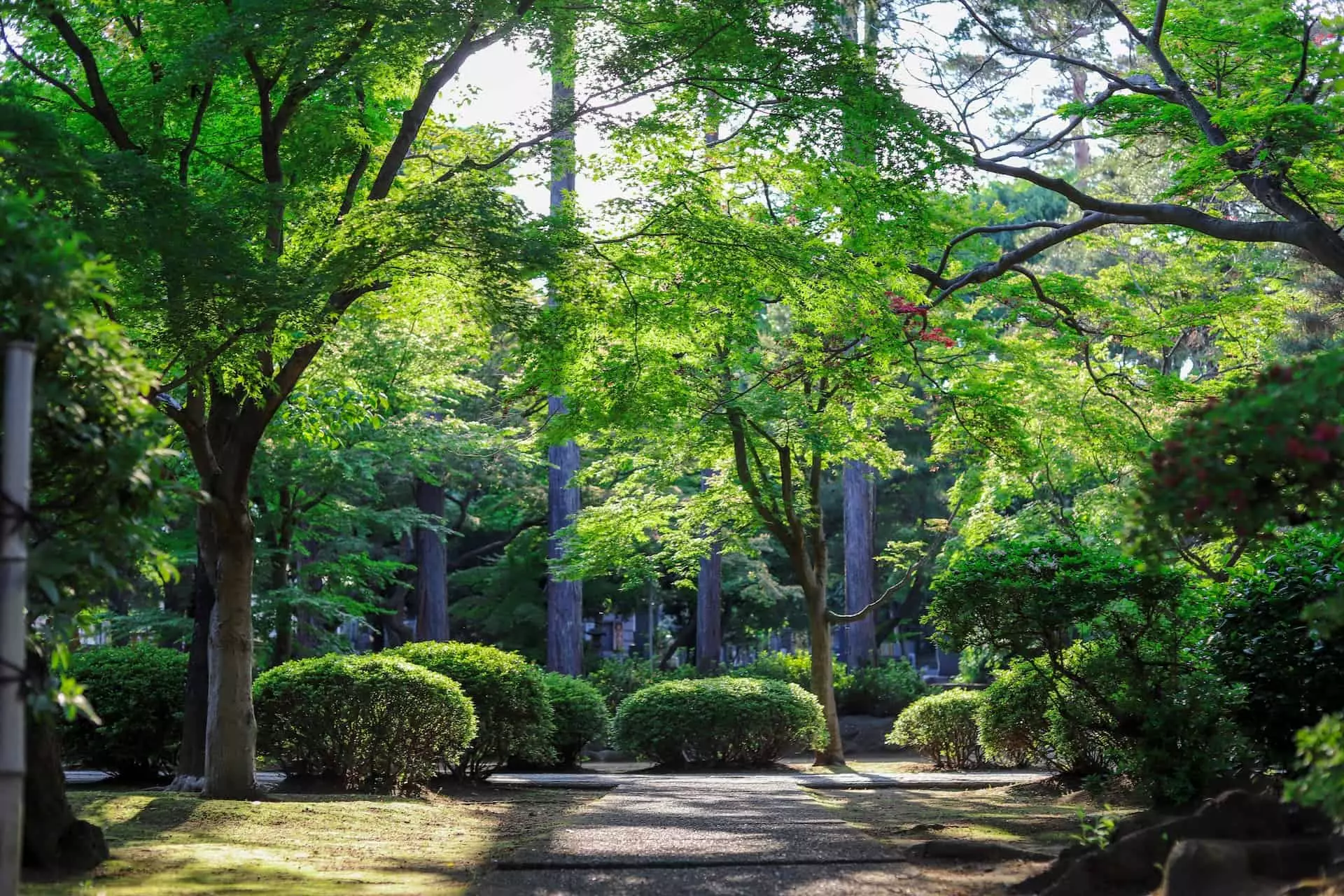 shady trees