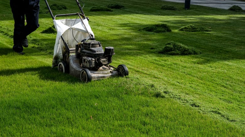 why cutting your lawn too short can add to your crabgrass problem 1724780385