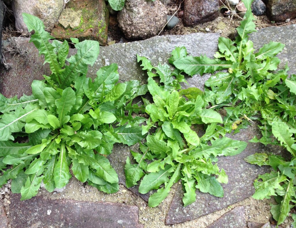 dandelion greens weeds