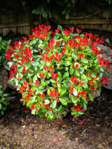 red tip photinia 2