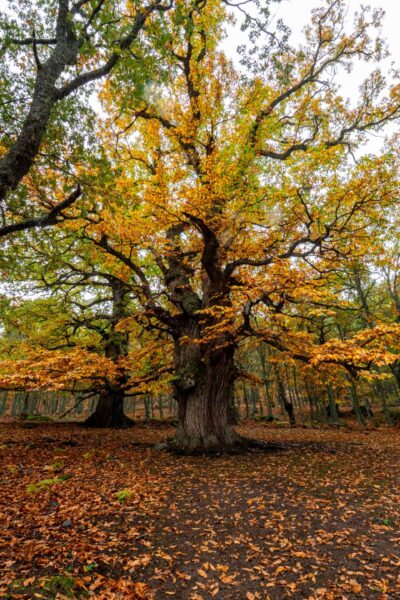 oak-wilt-tree-disease