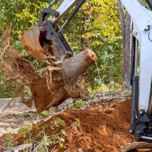 tree-and-stump-removal